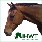 Irish Horse Welfare Trust ambassador Moscow Flyer