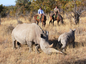 Zara's Planet and Irish Horse Welfare Trust organising charity Safari in Africa