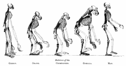 darwin-evolution-skeletons